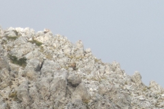 IMG_0276d