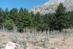 IMG-20240721-WA0009