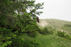 IMG_0598