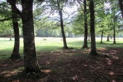 IMG_8806
