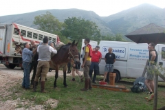 1Muli-27.07.2013-0001
