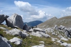 DSC01954