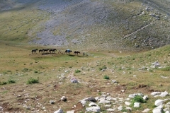 IMG-20240727-WA0022