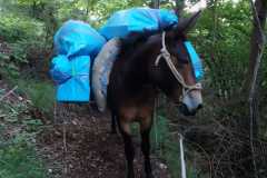IMG-20240727-WA0036