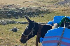 IMG-20240727-WA0061
