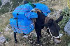 IMG-20240727-WA0078